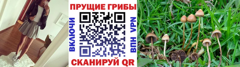 как найти закладки  Суровикино  Псилоцибиновые грибы Psilocybe 